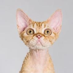 Future Pets Cat Cafe 