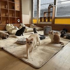ネコカフェ キャットテイル Nekocafe Cattail