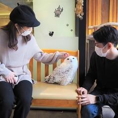 幸せのフクロウカフェchouetteシュエット 大阪心斎橋