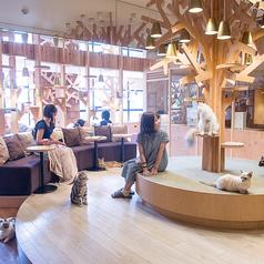 猫カフェ MOCHA モカ 池袋西口店